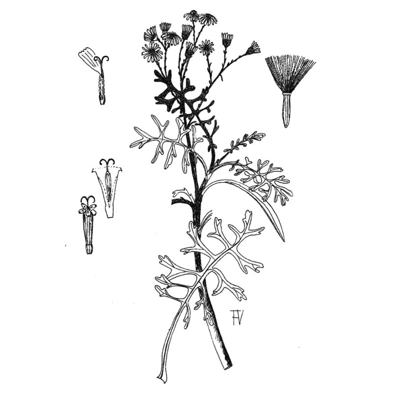 jacobaea maritima (l.) pelser et meijden