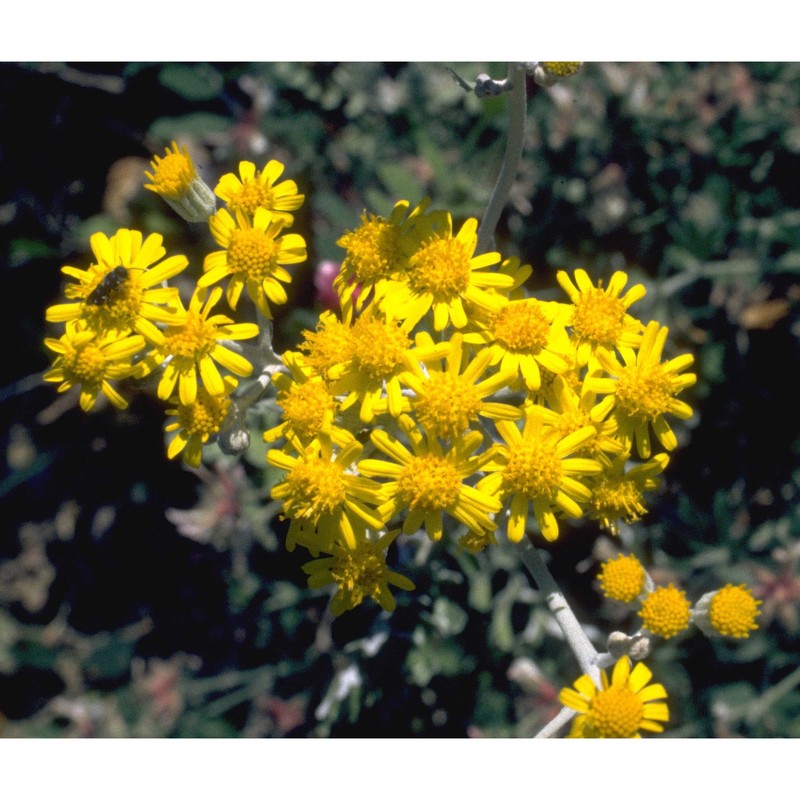 jacobaea maritima (l.) pelser et meijden