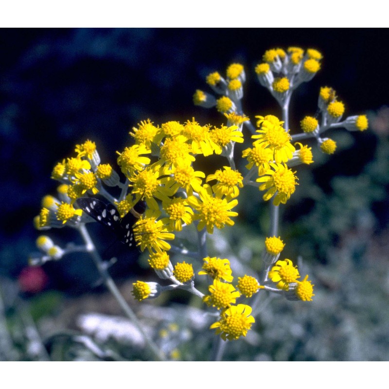 jacobaea maritima (l.) pelser et meijden