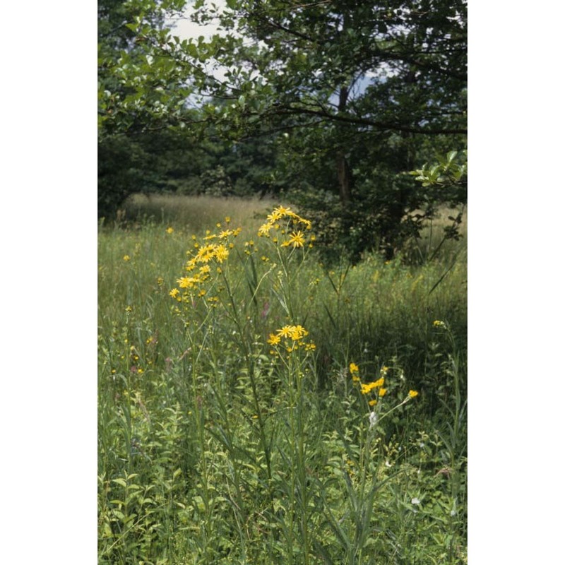 jacobaea paludosa (l.) g. gaertn., b. mey. et scherb. subsp. angustifolia holub