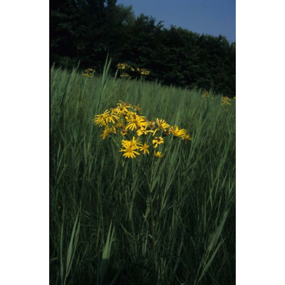 jacobaea paludosa (l.) g. gaertn., b. mey. et scherb. subsp. angustifolia holub