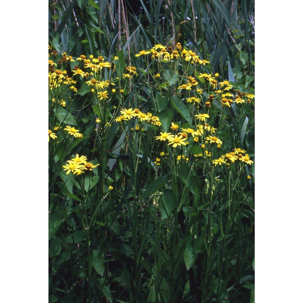 jacobaea paludosa (l.) g. gaertn., b. mey. et scherb. subsp. angustifolia holub