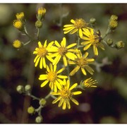 jacobaea vulgaris gaertn.