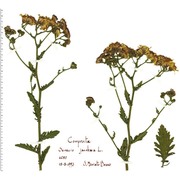 jacobaea vulgaris gaertn.