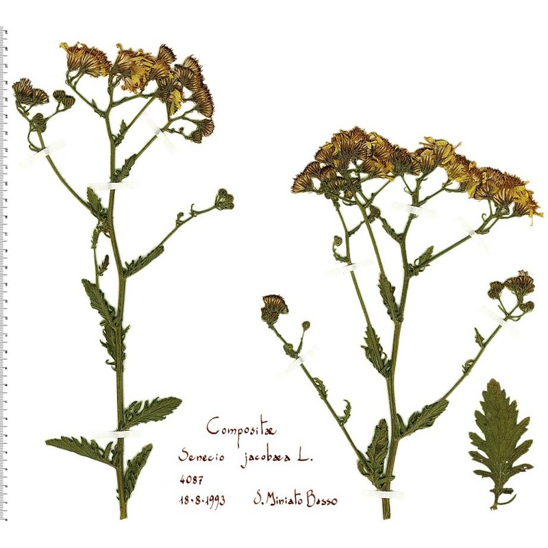 jacobaea vulgaris gaertn.