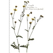 jacobaea vulgaris gaertn.