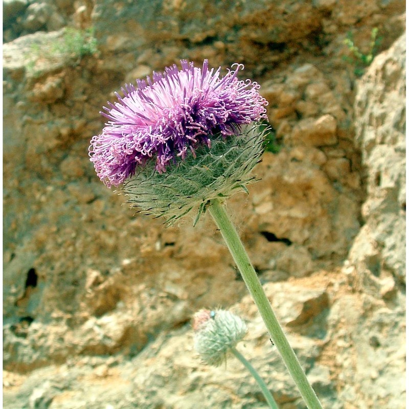 jurinea mollis (l.) rchb.