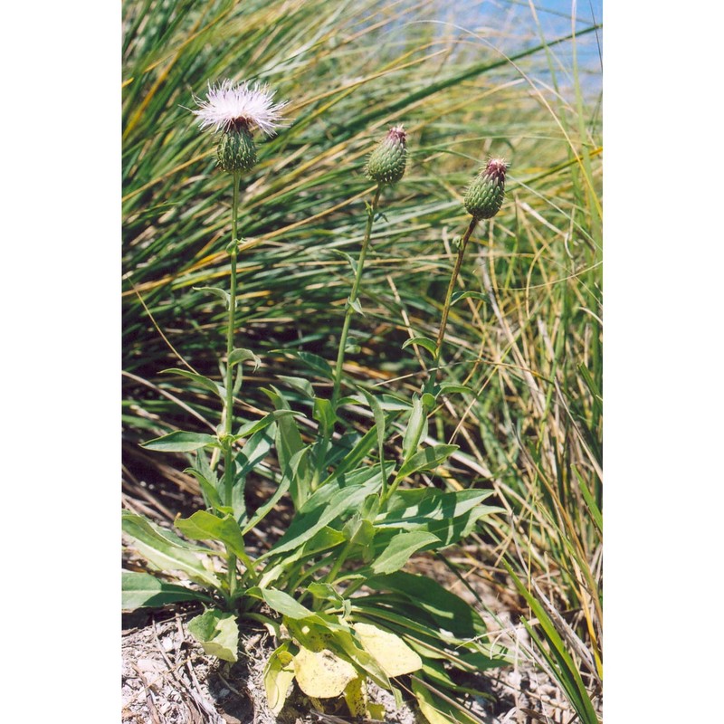 klasea flavescens (l.) holub