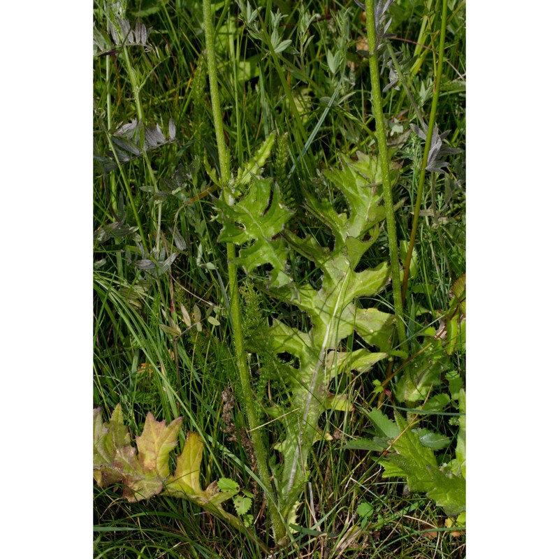 klasea lycopifolia (vill.) Á. löve et d. löve