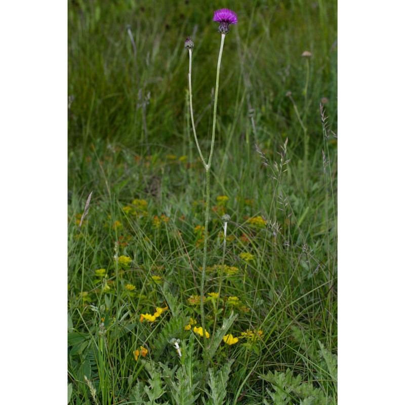 klasea lycopifolia (vill.) Á. löve et d. löve