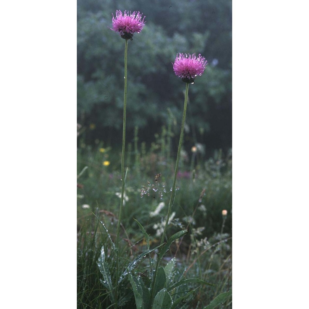 klasea nudicaulis (l.) fourr.