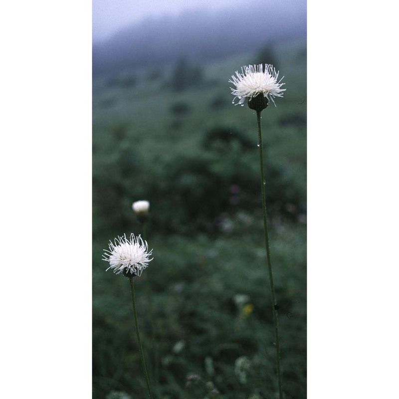 klasea nudicaulis (l.) fourr.