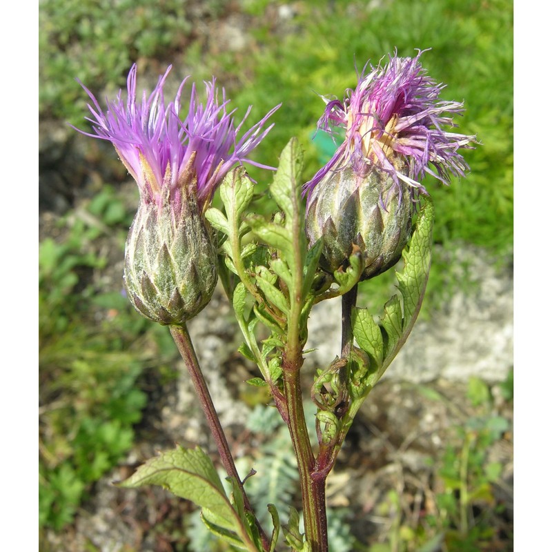 klasea radiata (waldst. et kit.) Á. löve et d. löve