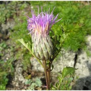 klasea radiata (waldst. et kit.) Á. löve et d. löve