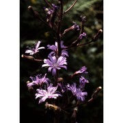 lactuca alpina (l.) a. gray