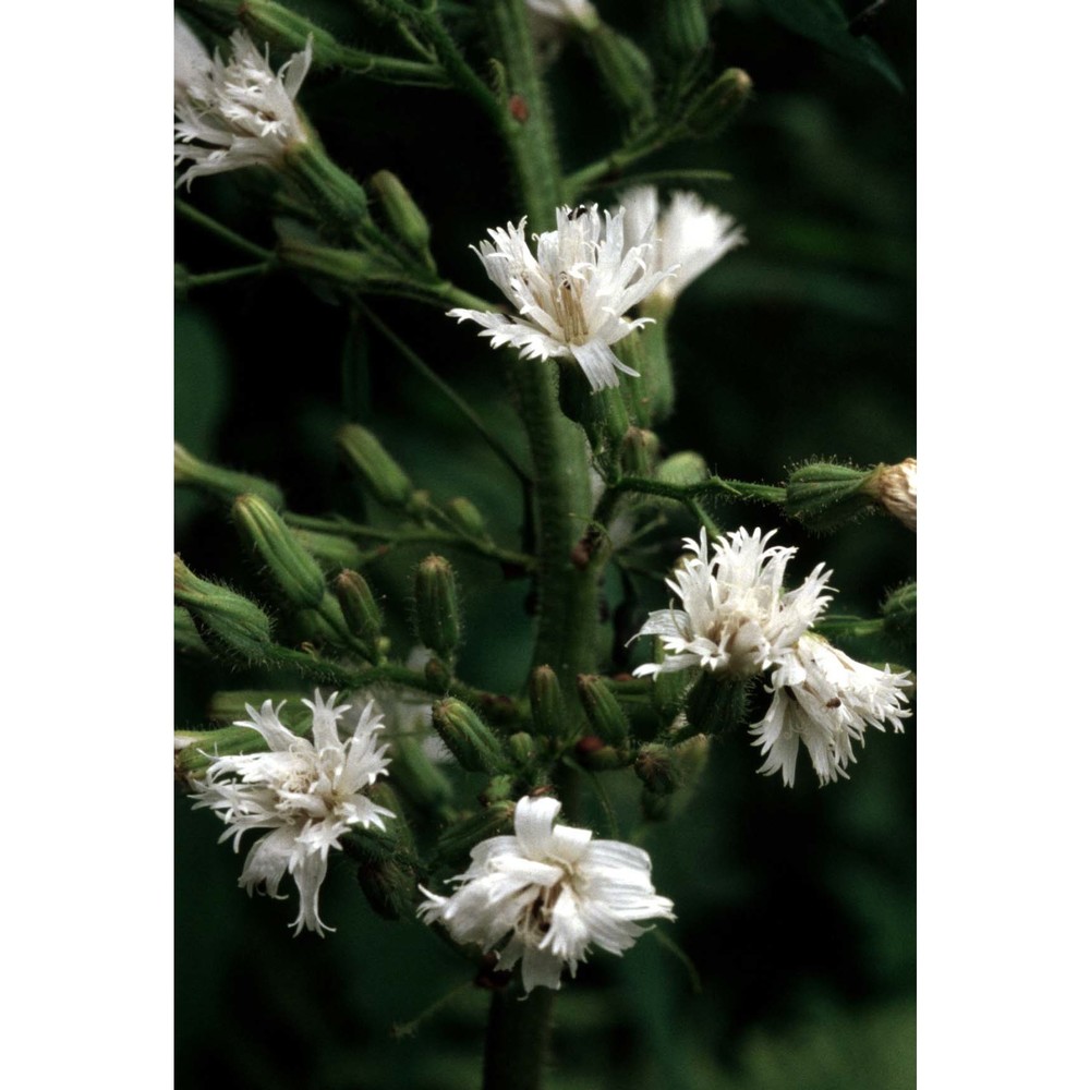 lactuca alpina (l.) a. gray