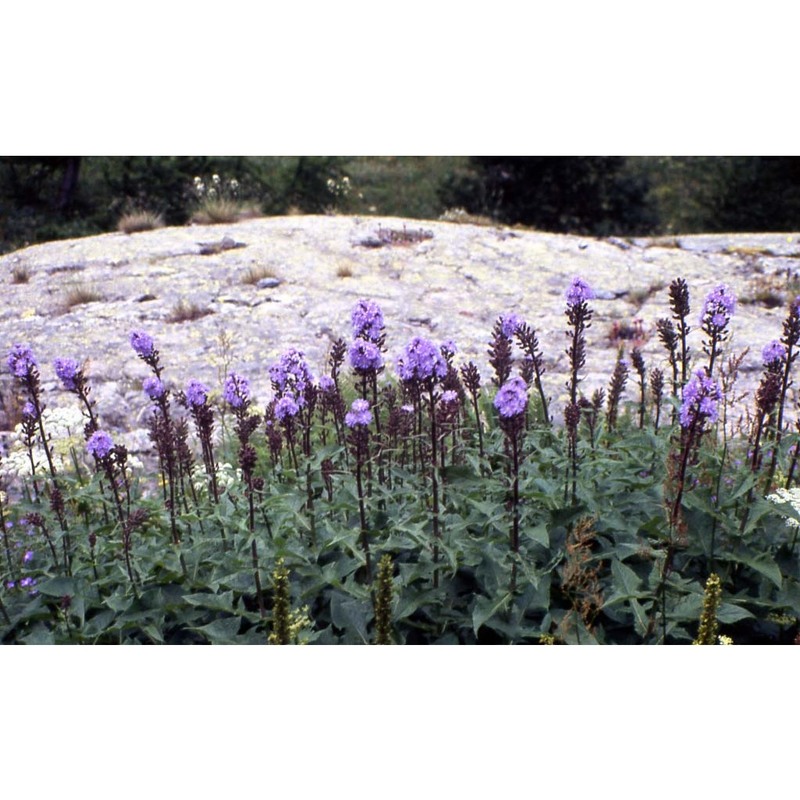 lactuca alpina (l.) a. gray