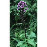 lactuca alpina (l.) a. gray