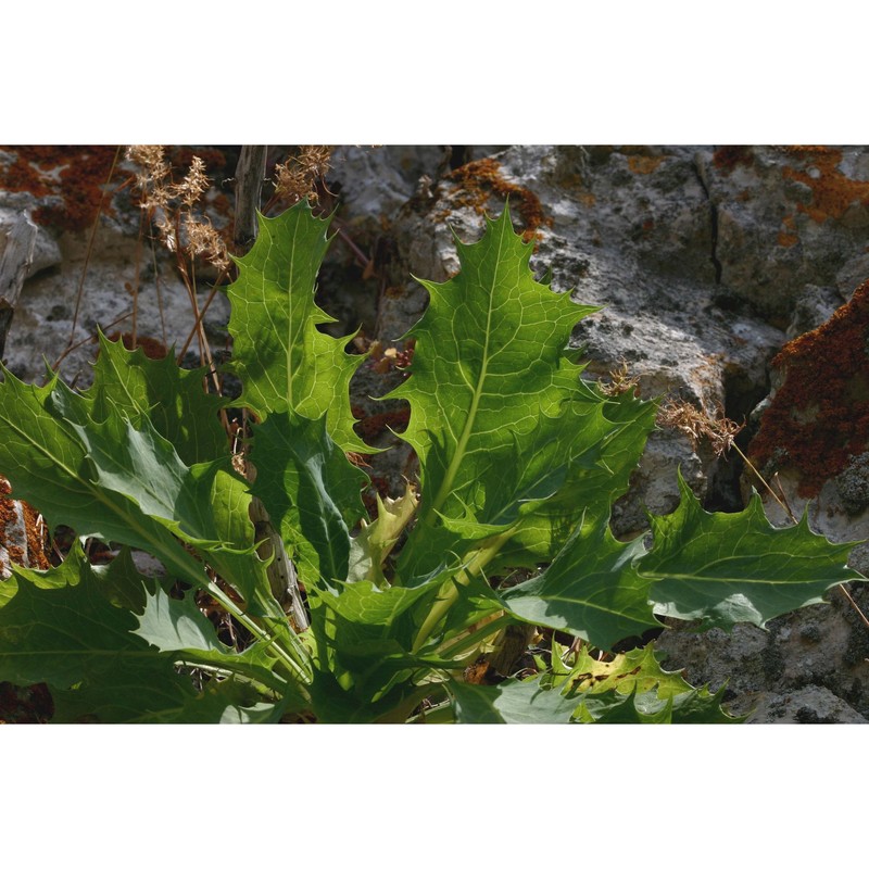 lactuca longidentata moris ex dc.