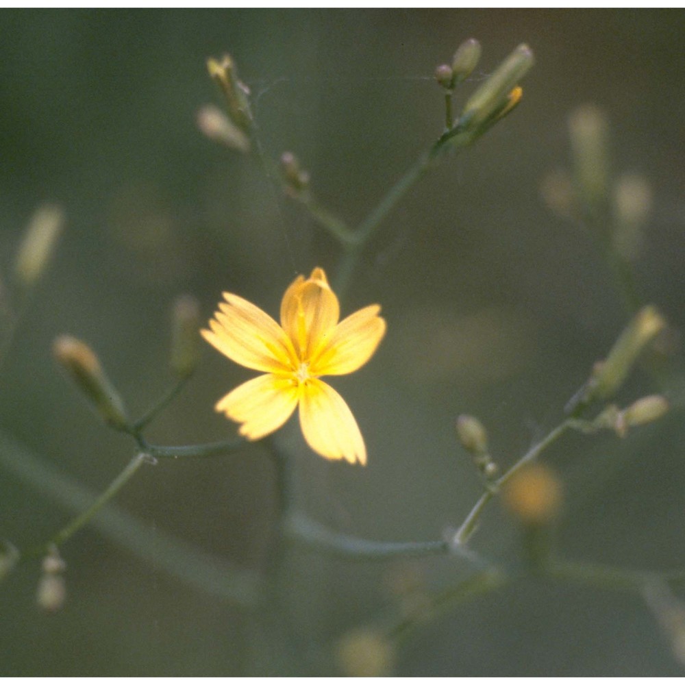 lactuca muralis (l.) gaertn.