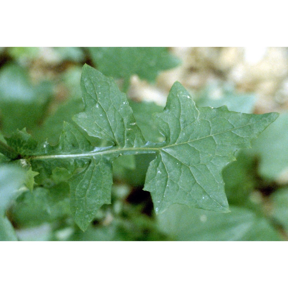 lactuca muralis (l.) gaertn.