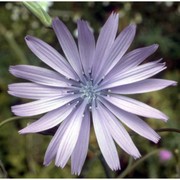 lactuca perennis l.