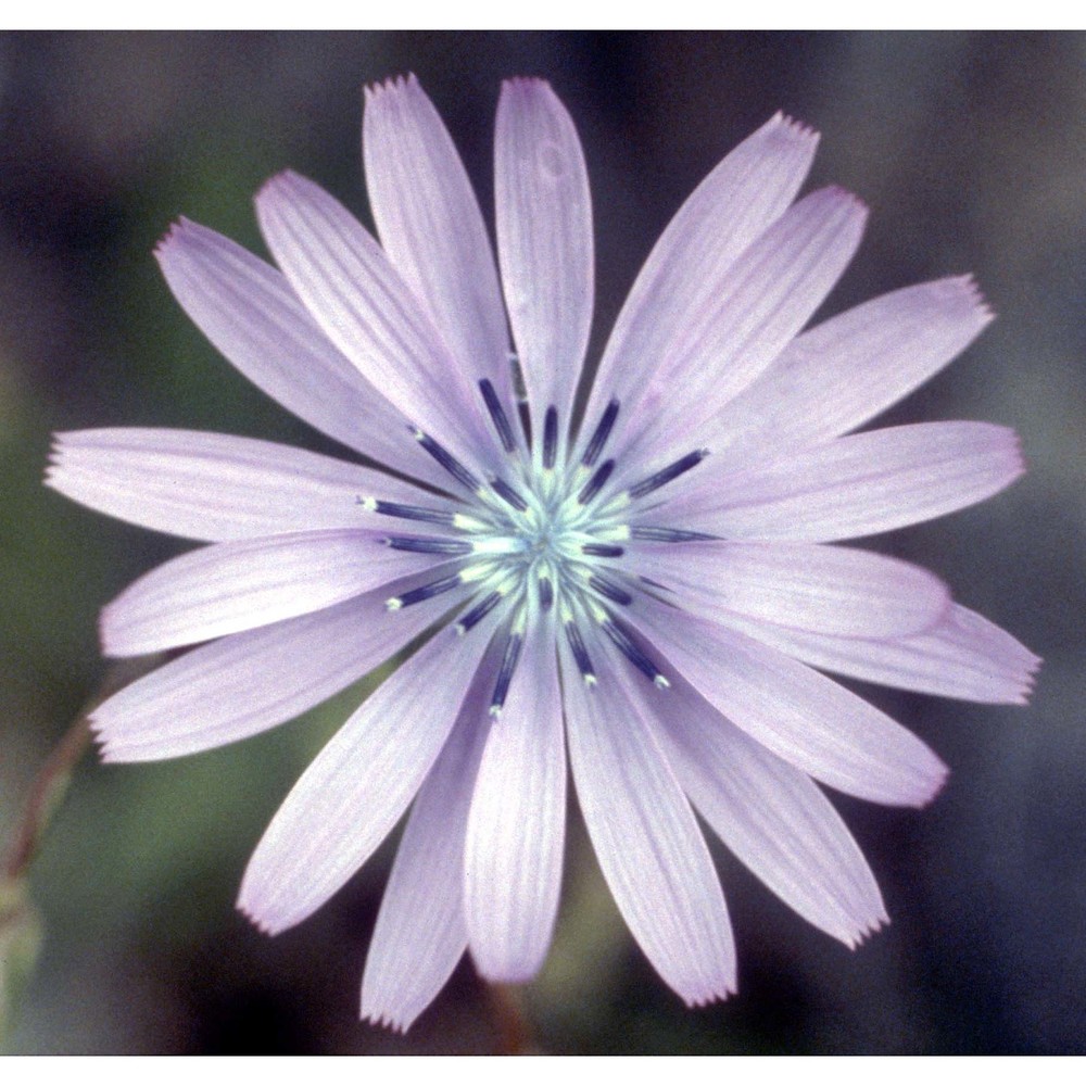 lactuca perennis l.