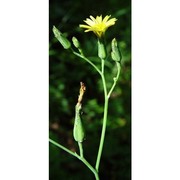 lactuca quercina l.