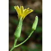 lactuca quercina l.