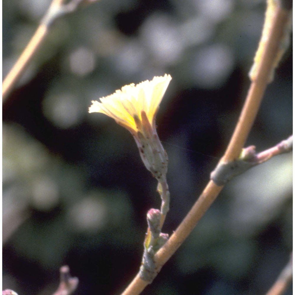 lactuca serriola l.