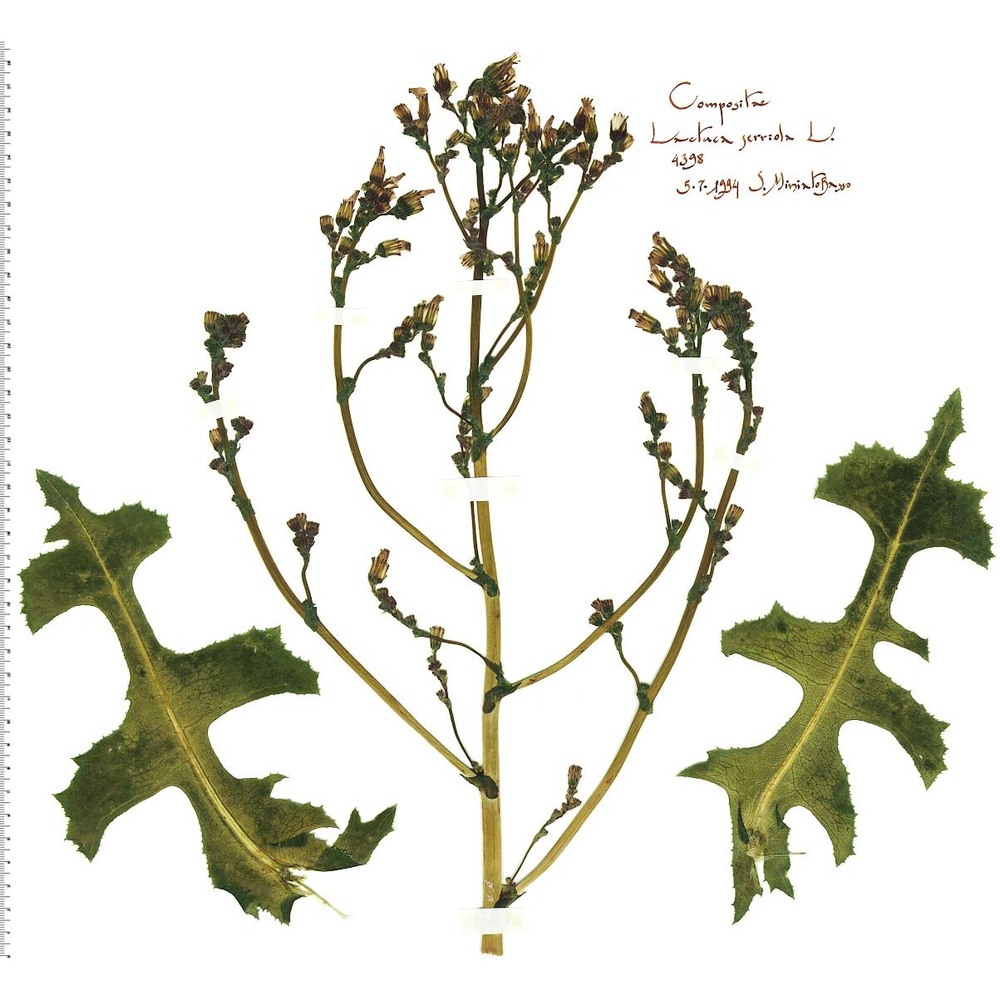 lactuca serriola l.