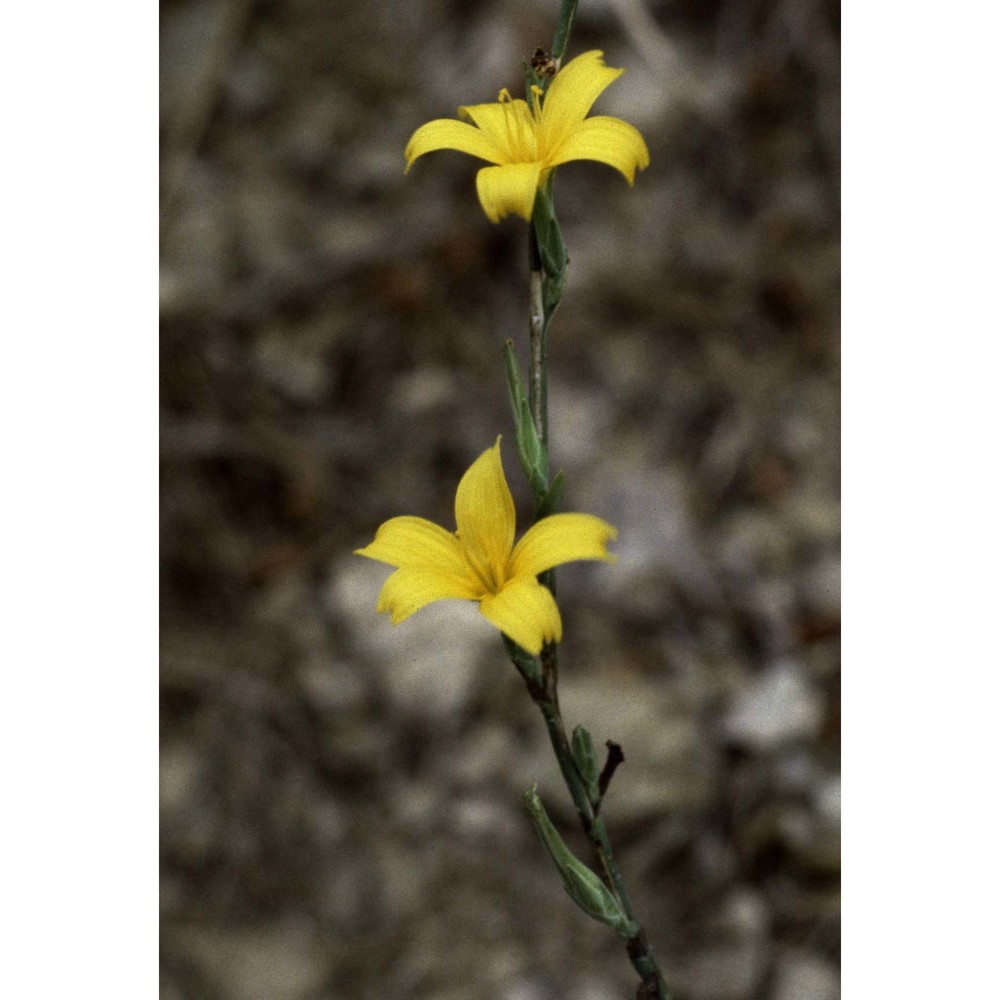 lactuca viminea (l.) j. presl et c. presl