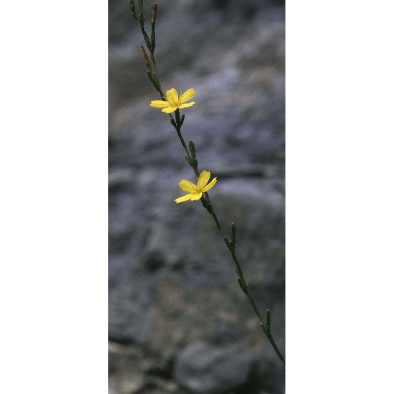 lactuca viminea (l.) j. presl et c. presl