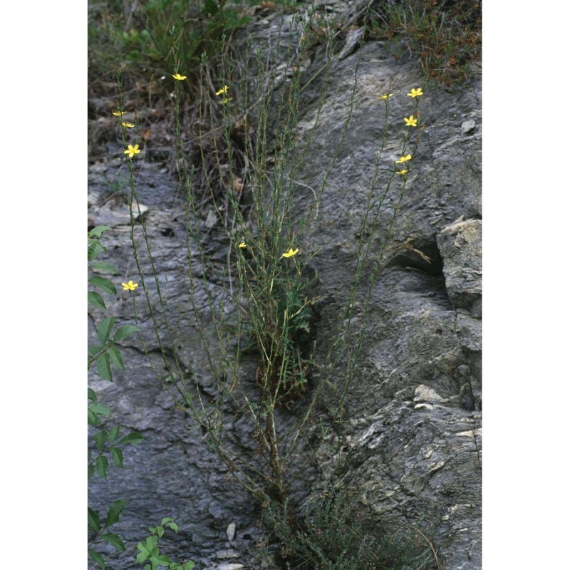 lactuca viminea (l.) j. presl et c. presl