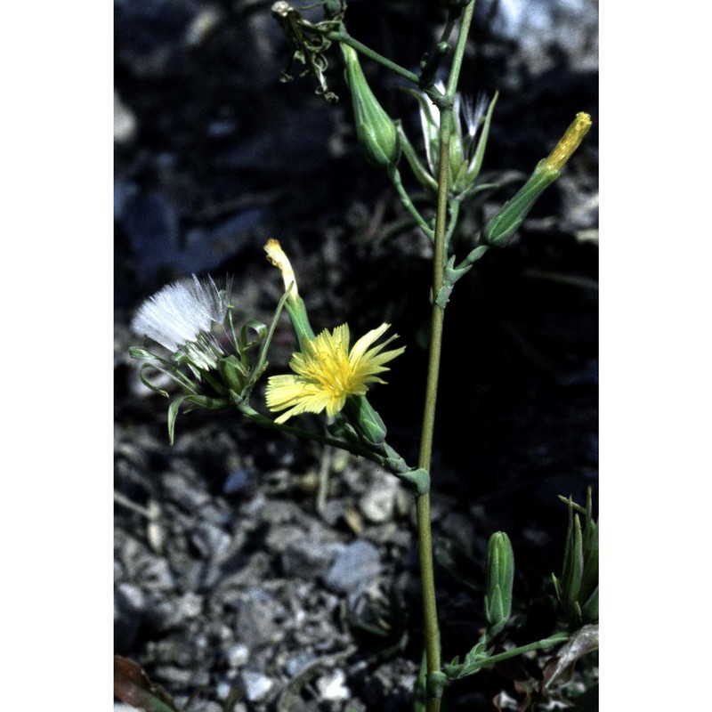 lactuca virosa l.