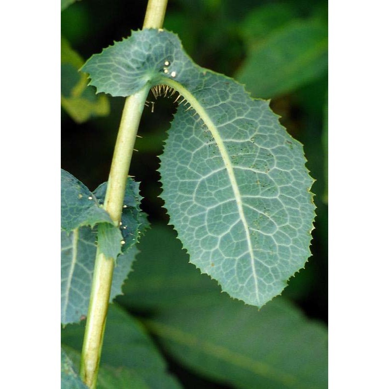 lactuca virosa l.