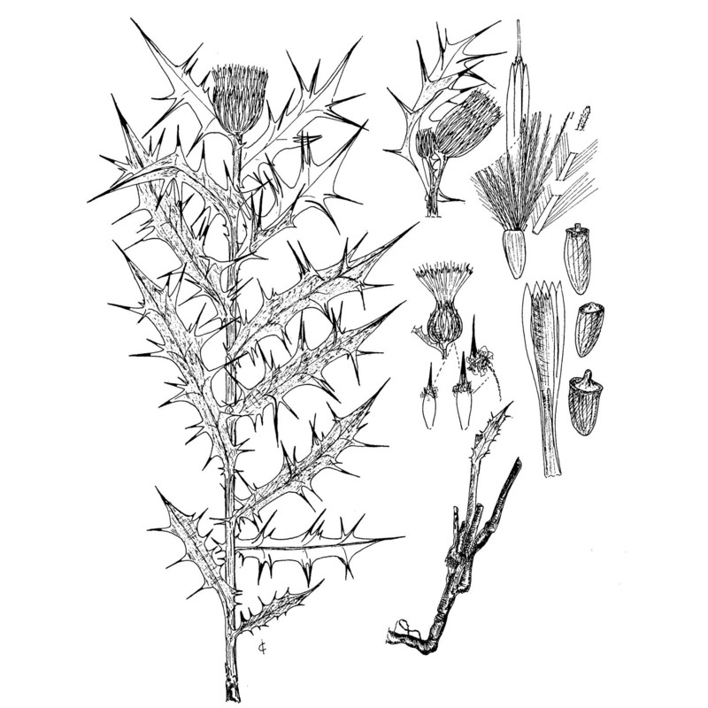 lamyropsis microcephala (moris) dittrich et greuter