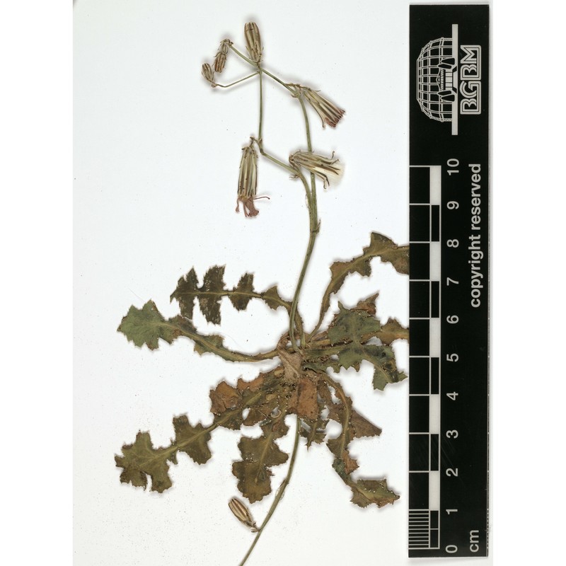 launaea nudicaulis (l.) hook. fil.