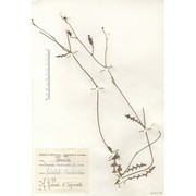 launaea nudicaulis (l.) hook. fil.