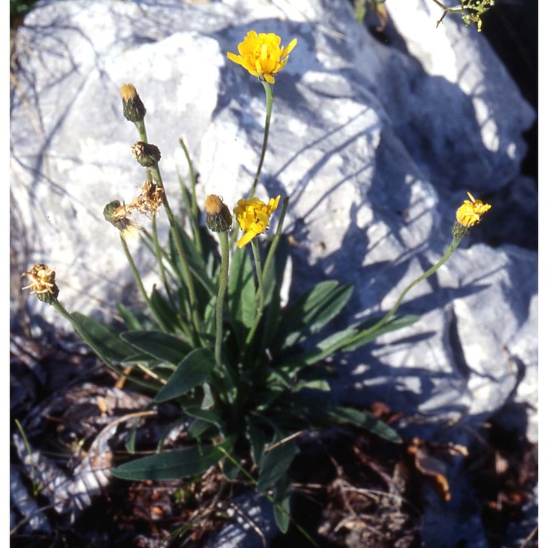 leontodon tenuiflorus (gaudin) rchb.