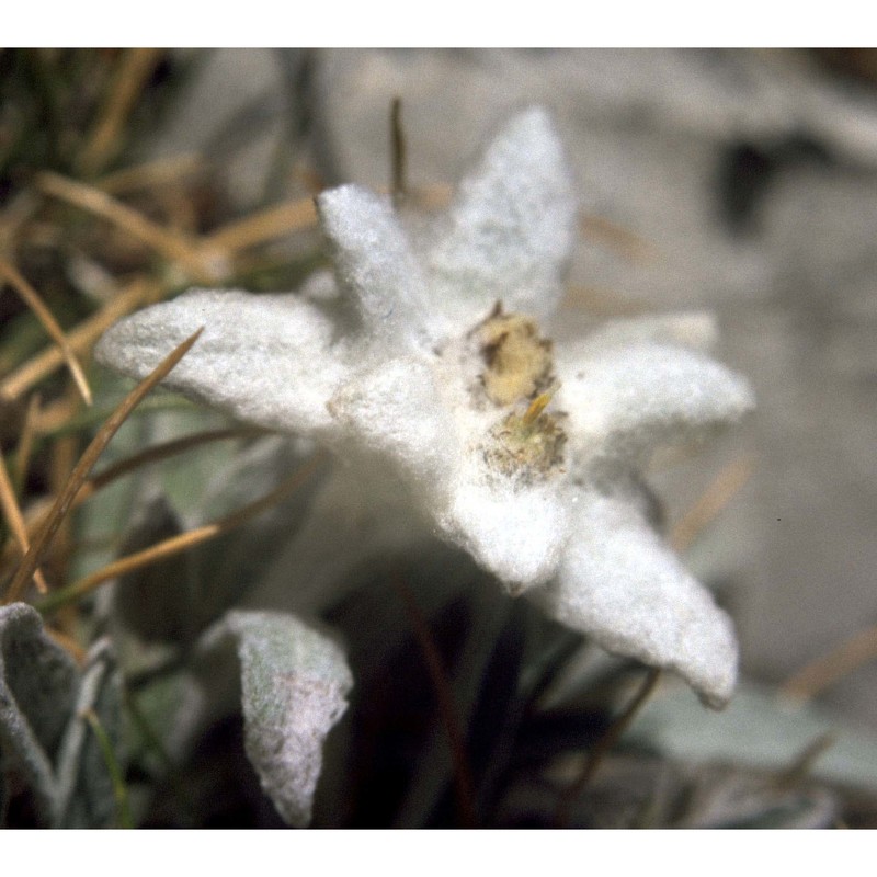 leontopodium alpinum cass.