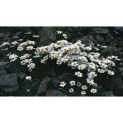 leucanthemopsis alpina (l.) heywood