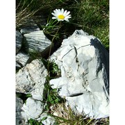 leucanthemum adustum (w. d. j. koch) gremli