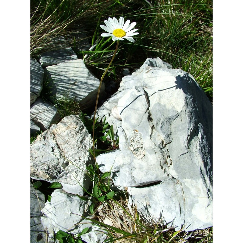leucanthemum adustum (w. d. j. koch) gremli