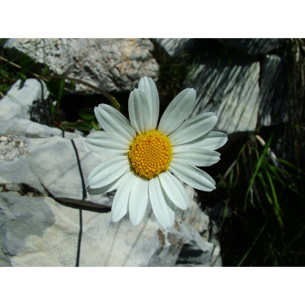 leucanthemum adustum (w. d. j. koch) gremli