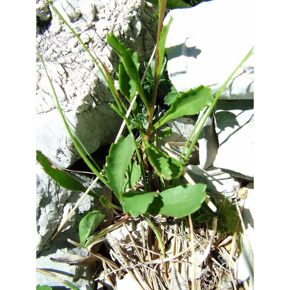 leucanthemum adustum (w. d. j. koch) gremli