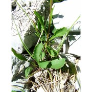 leucanthemum adustum (w. d. j. koch) gremli