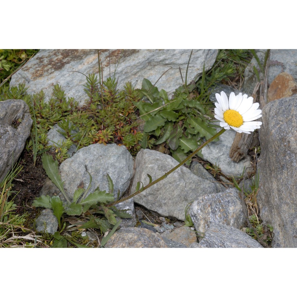 leucanthemum adustum (w. d. j. koch) gremli