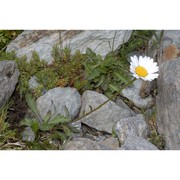 leucanthemum adustum (w. d. j. koch) gremli