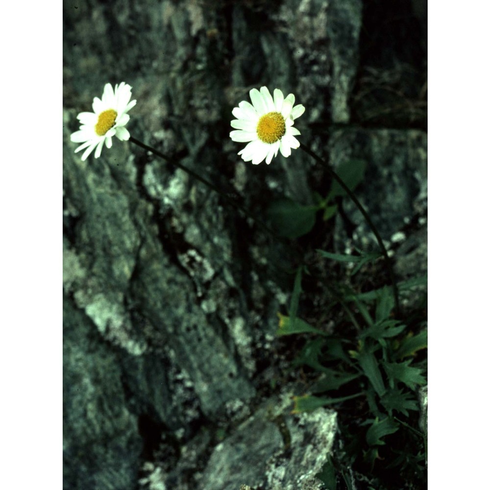 leucanthemum coronopifolium vill.